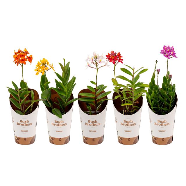 Picture of Epidendrum mix in   cover