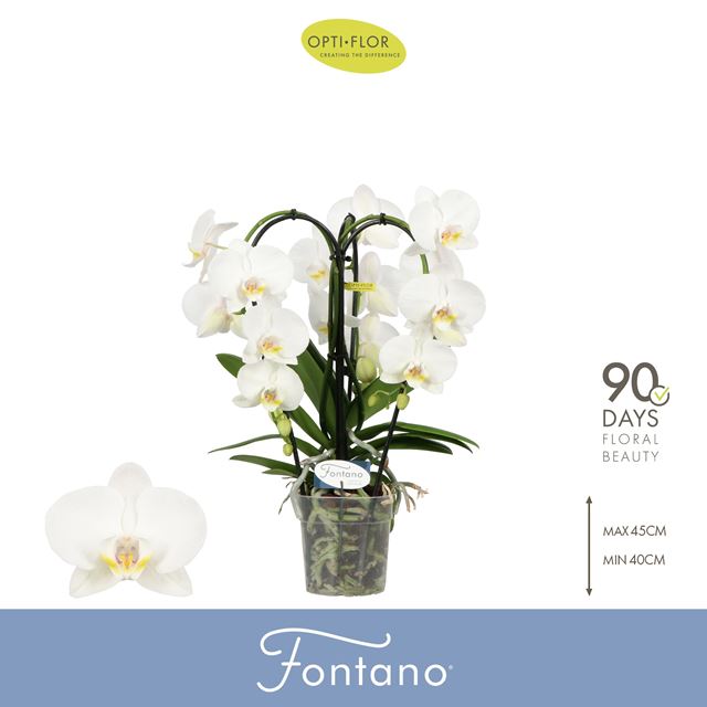 Picture of Phalaenopsis 03-stem fontano bellagio