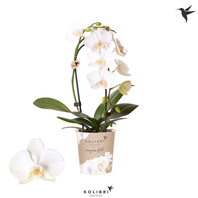 Picture of PHALAENOPSIS 01-STEM CASCADE WHITE