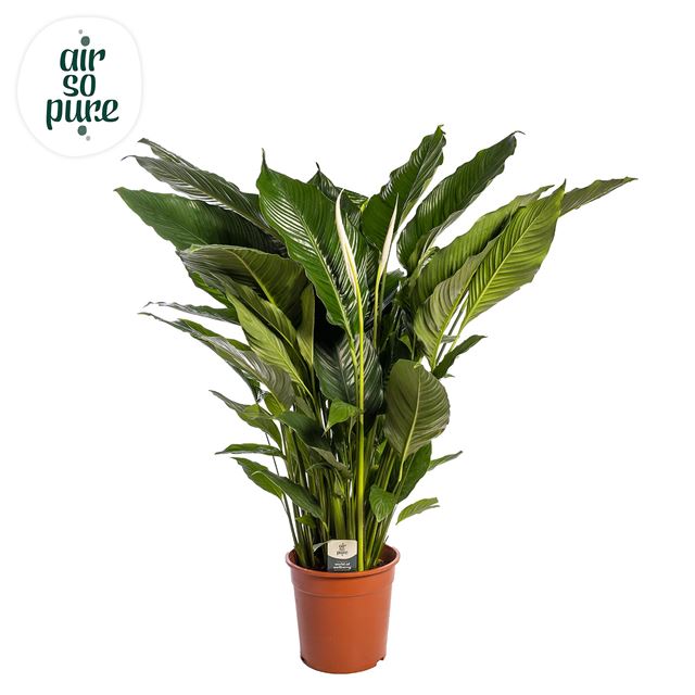 Picture of SPATHIPHYLLUM SWEET SEBASTIANO
