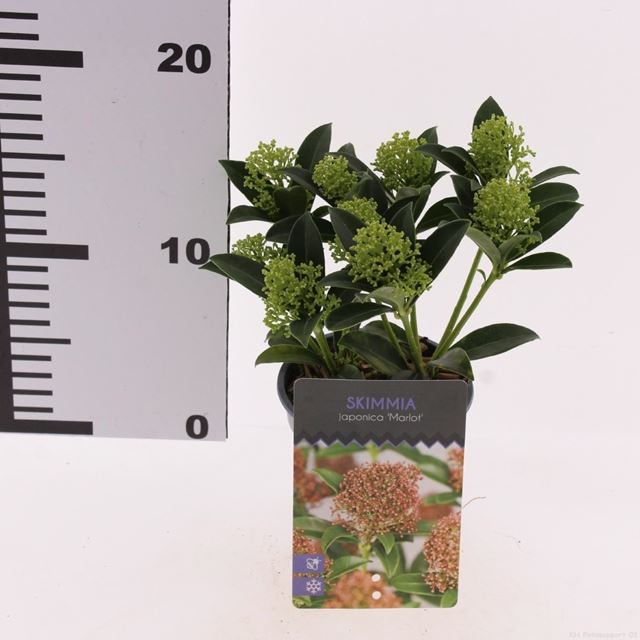 Picture of Skimmia japonica marlot