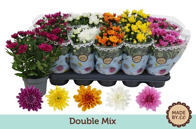 Picture of Chrysanthemum indicum 03pp mix