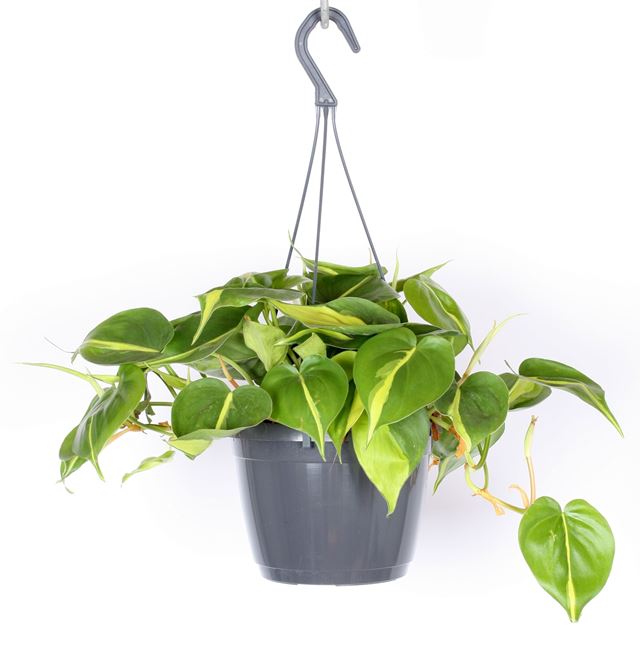 Picture of PHILODENDRON SCANDENS BRASIL HANGING BASKET
