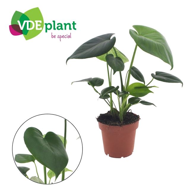 Picture of Monstera deliciosa tauerii