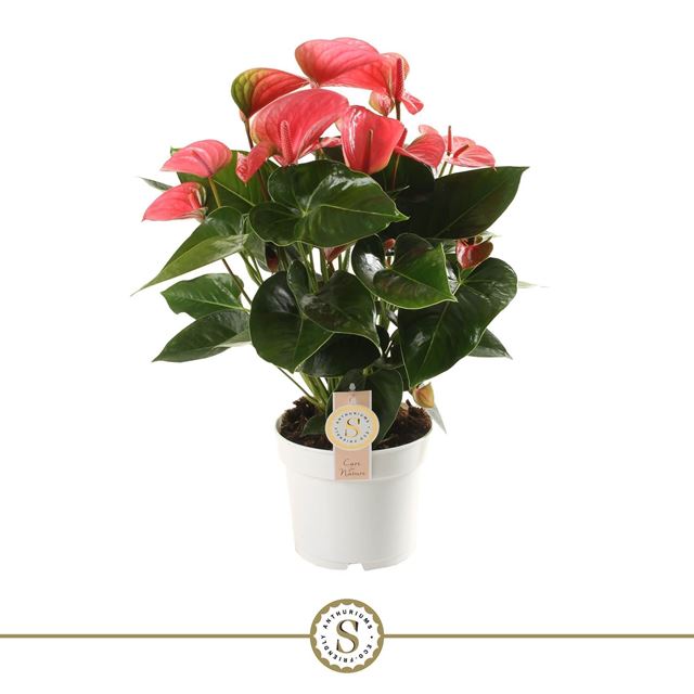 Picture of Anthurium andraeanum pink champion
