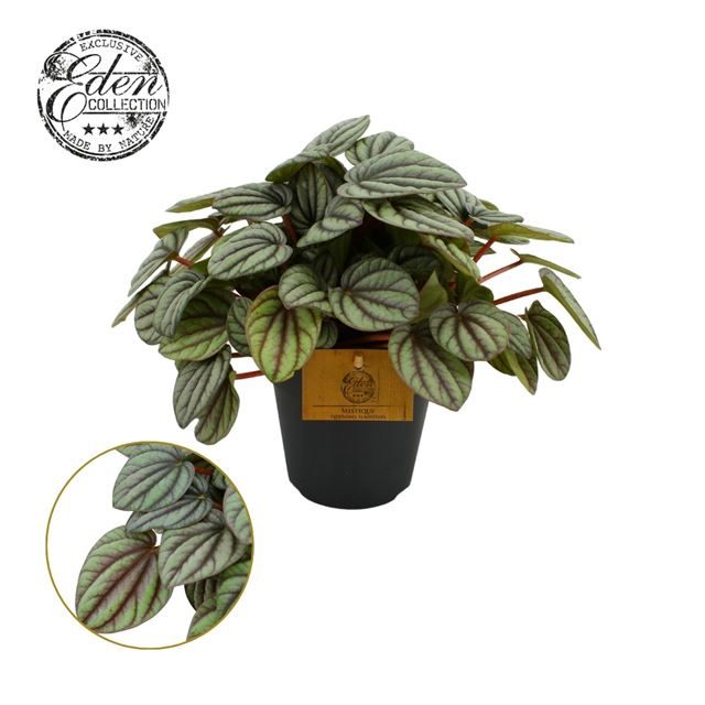 Picture of PEPEROMIA MYSTIQUE