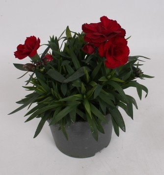 Picture of Dianthus caryophyllus oscar dark red