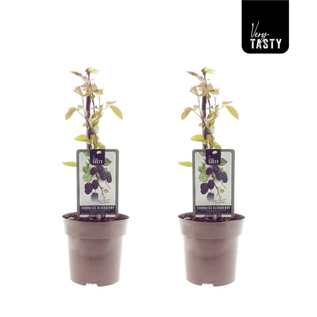 Picture of Rubus thornfree