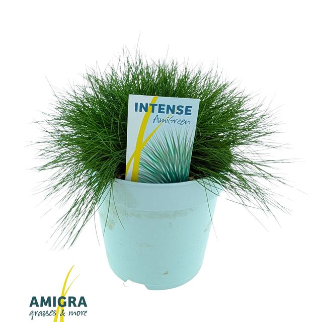 Picture of Festuca gautieri amigreen - amigra