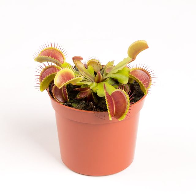 Picture of DIONAEA MUSCIPULA