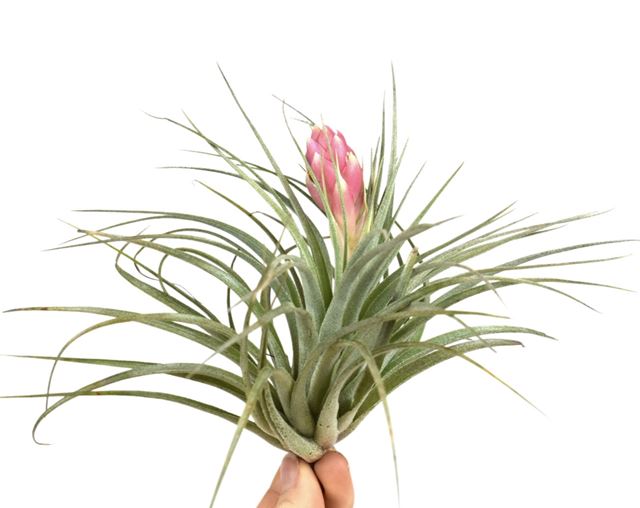 Picture of TILLANDSIA SILVER WITH FLOWER