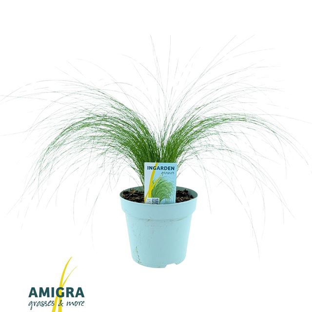 Picture of Stipa tenacissima pony tails