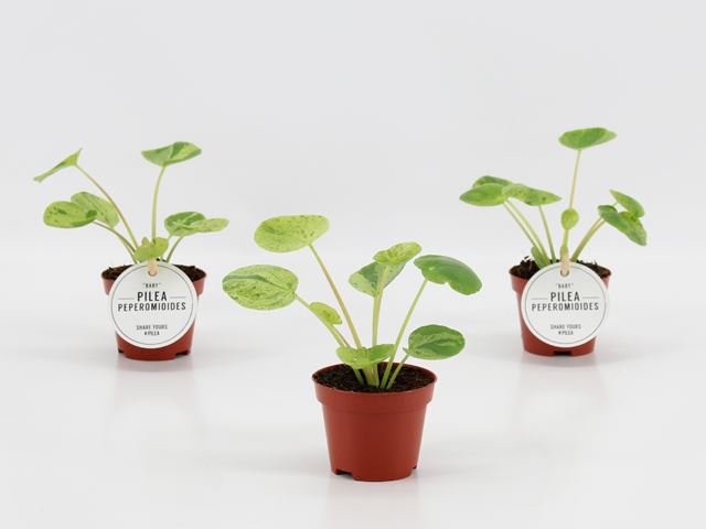 Picture of Pilea mojito