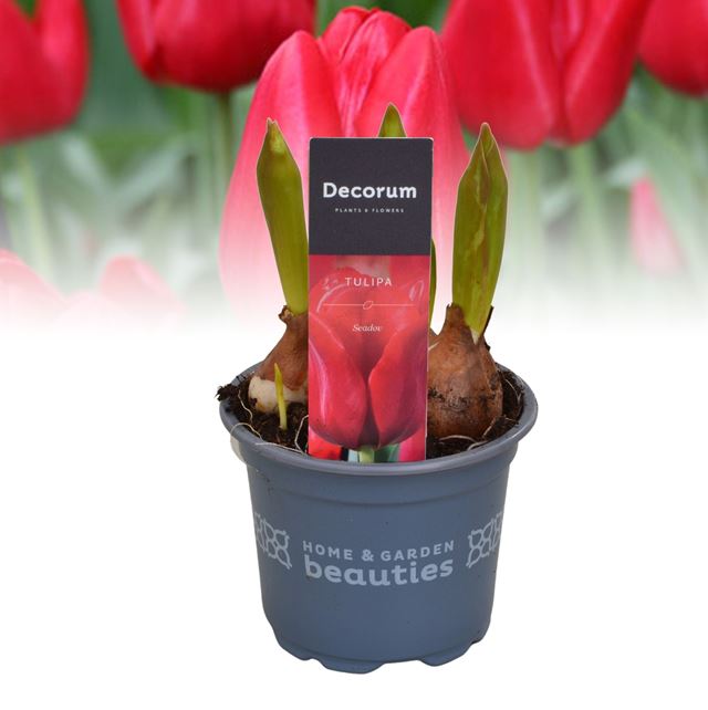 Picture of Tulipa seadov