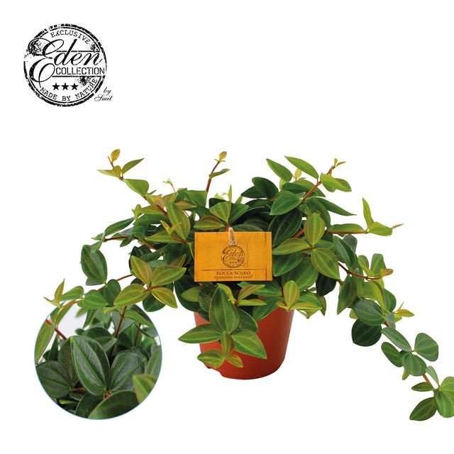 Picture of PEPEROMIA ANGULATA ROCCA SCURO