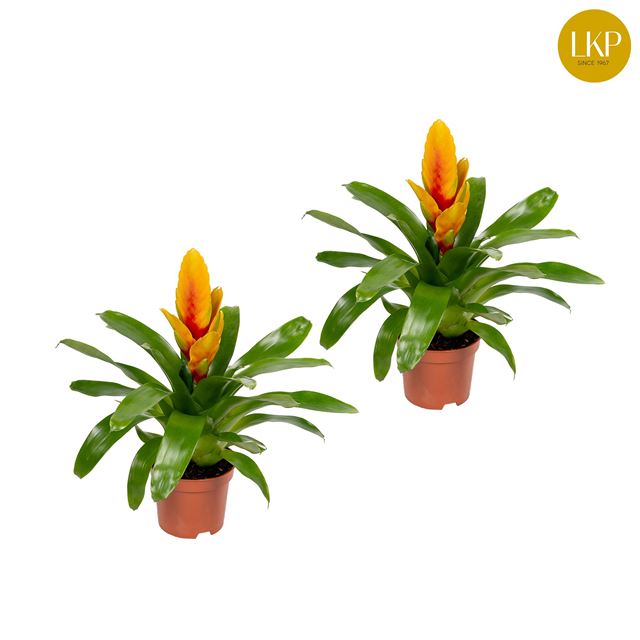 Picture of VRIESEA DELPHINUS YELLOW/RED