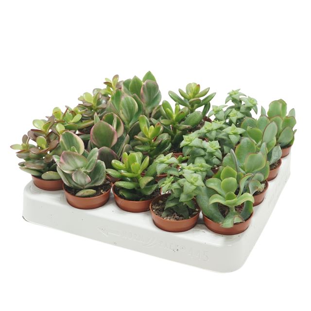 Picture of CRASSULA MIX 