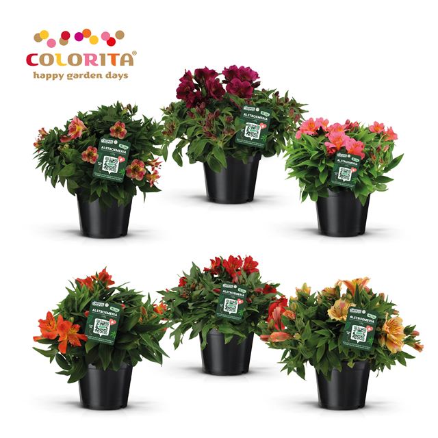 Picture of ALSTROEMERIA COLORITA MIX