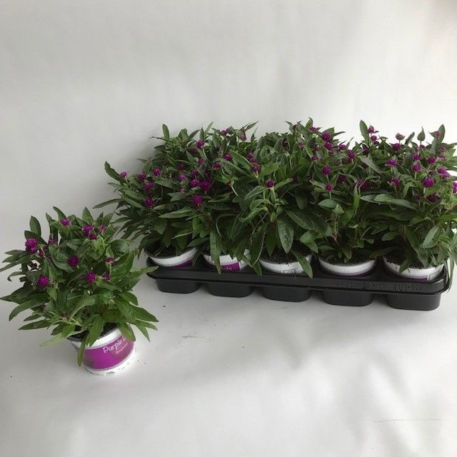 Picture of Gomphrena purple dots