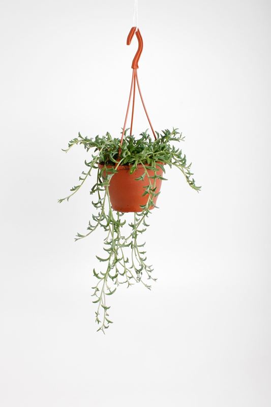 Picture of SENECIO DOLPHINS IN HANGING BASKET
