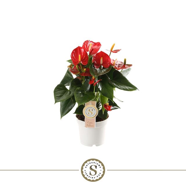 Picture of Anthurium andraeanum champion red