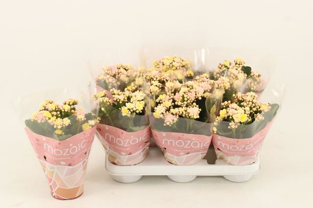 Picture of KALANCHOE BLOSSFELDIANA MAZAIC - SLEEVED