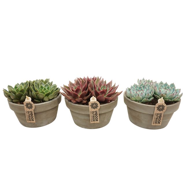 Picture of ECHEVERIA MIX IN GRAY TERRACOTTA BOWL