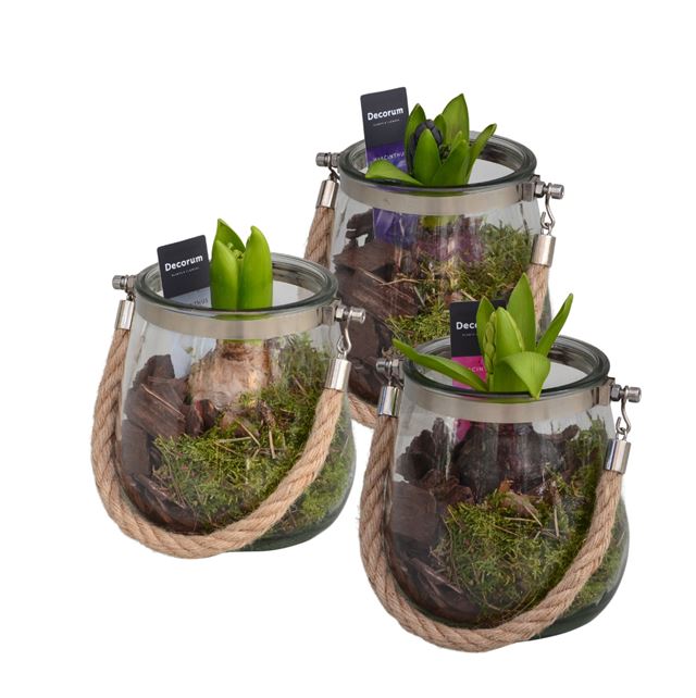 Picture of HYACINTHUS 01BULB GLASS WITH ROPE HANDE