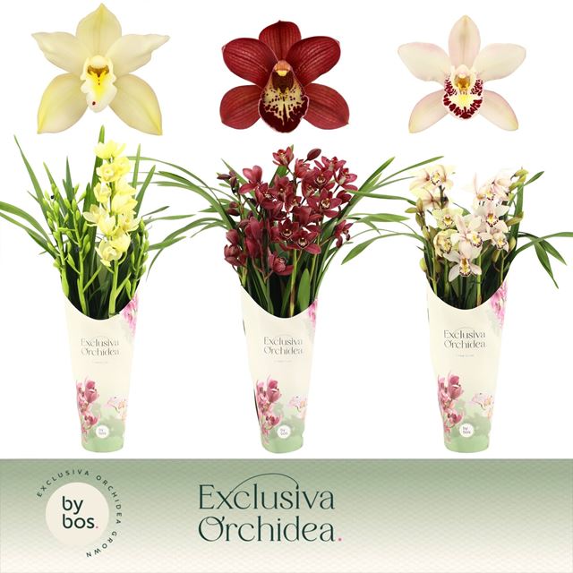 Picture of CYMBIDIUM 04-STEM MIX + COVER