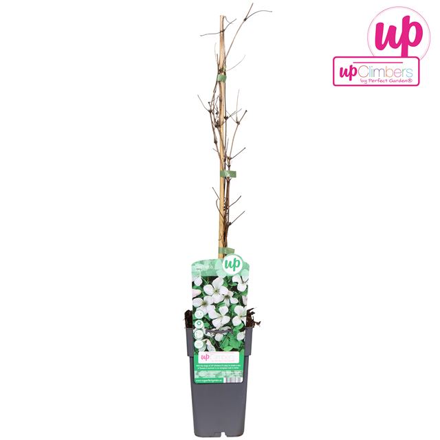 Picture of Clematis vitalba