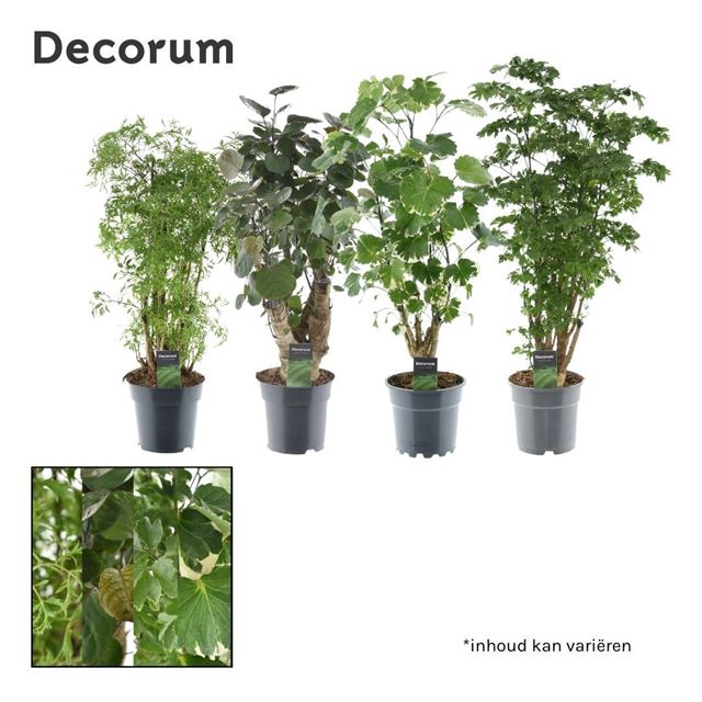 Picture of POLYSCIAS MIX