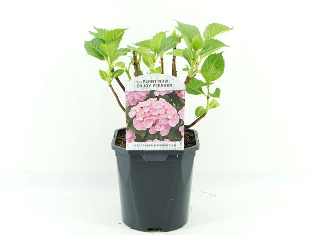 Picture of HYDRANGEA MACROPHYLLA PINK