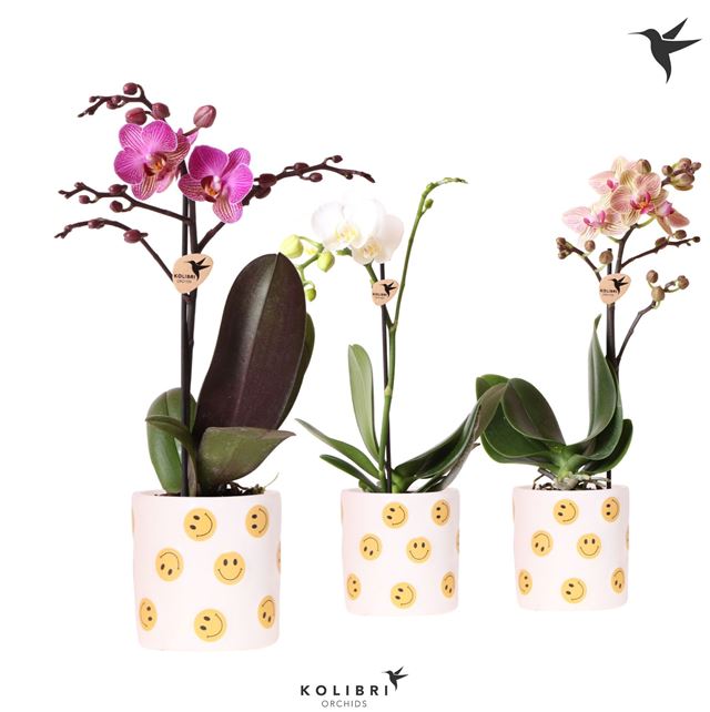 Picture of Phalaenopsis 01-stem mix in ceramic smiley