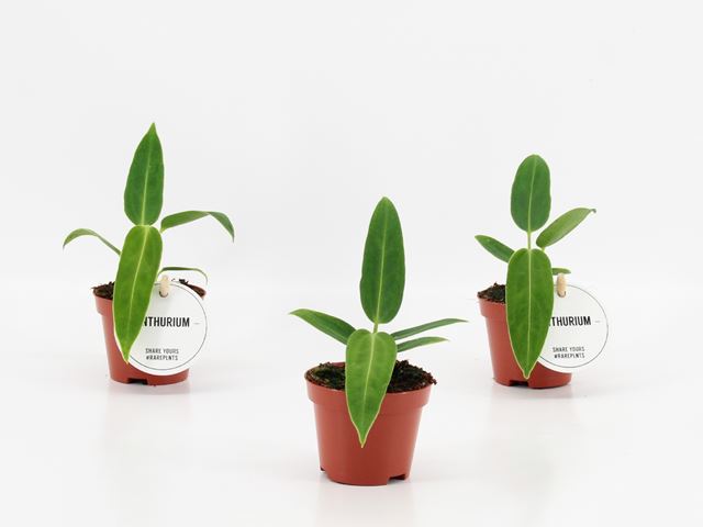 Picture of ANTHURIUM WAROCQUEANUM