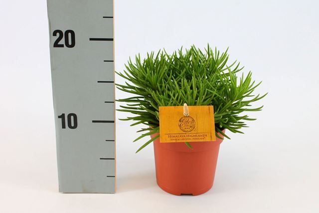 Picture of SENECIO ARCHERI HIMALAYA