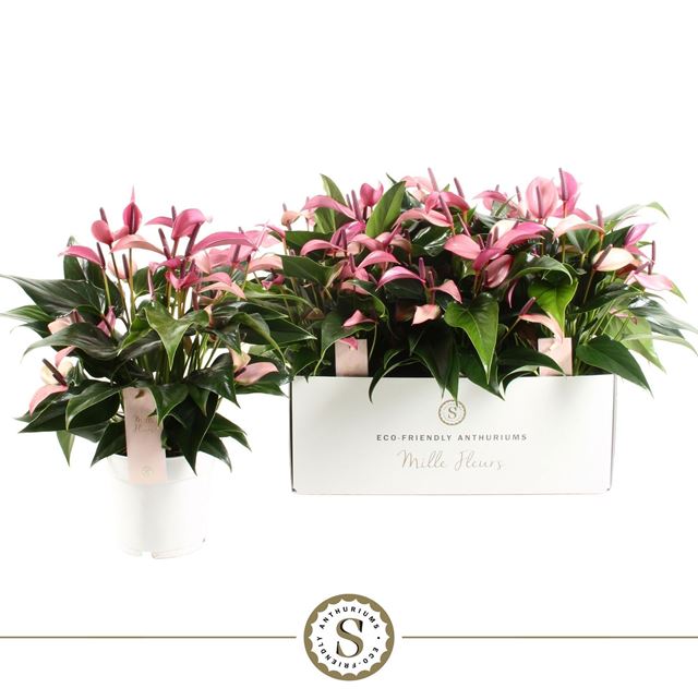 Picture of Anthurium andraeanum zizou