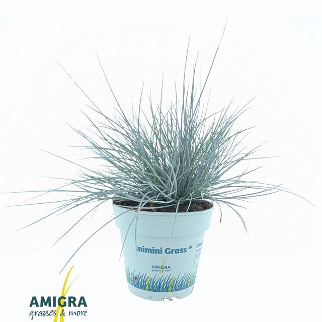 Picture of Festuca glauca intense bleu