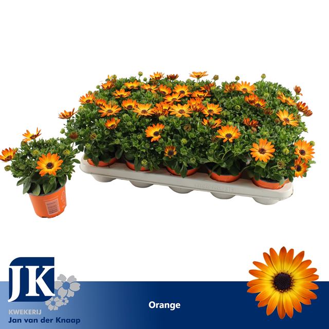 Picture of OSTEOSPERMUM SUNNY CLASSIC CILIA ORANGE