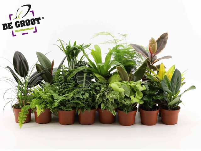 Picture of Groen mix