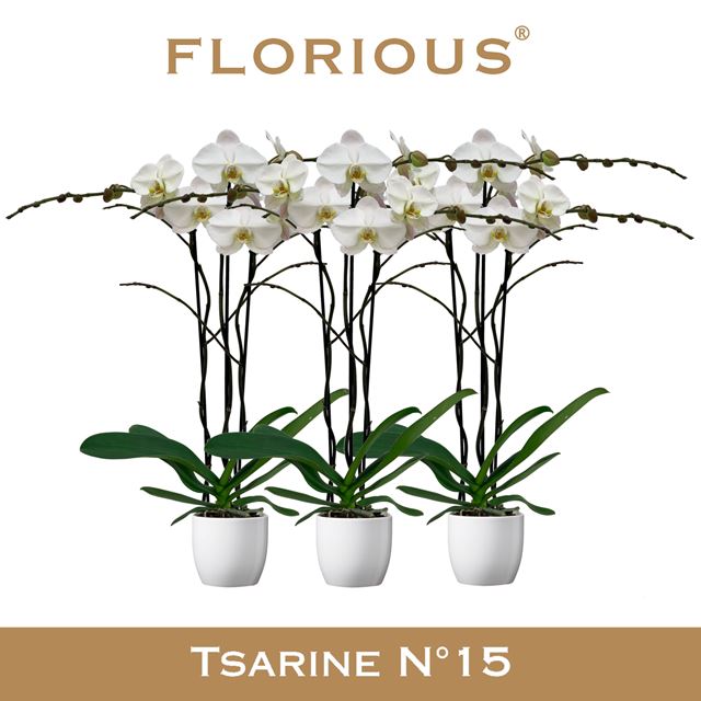Picture of Phalaenopsis 03-stem cascade tsarine white ceramic