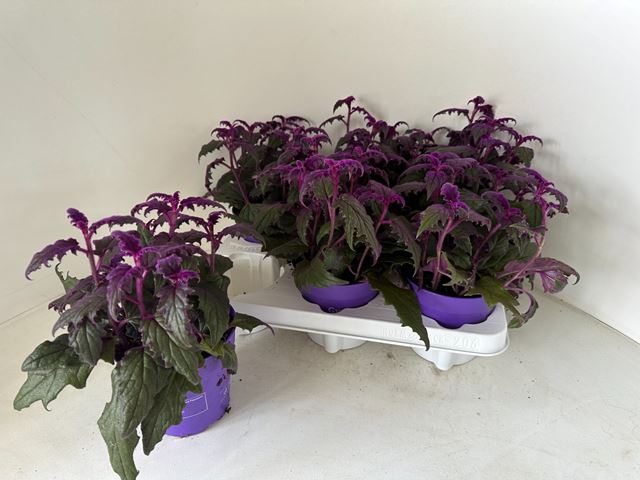 Picture of GYNURA IN PURPLE POT