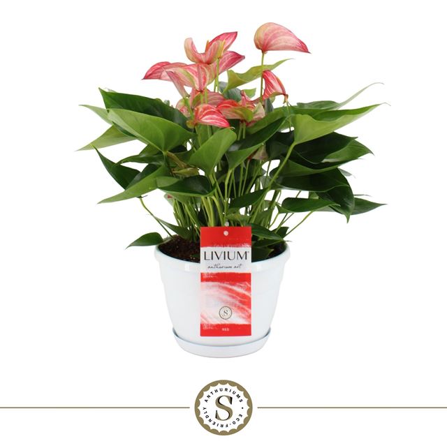 Picture of ANTHURIUM ANDREANUM LIVIUM RED
