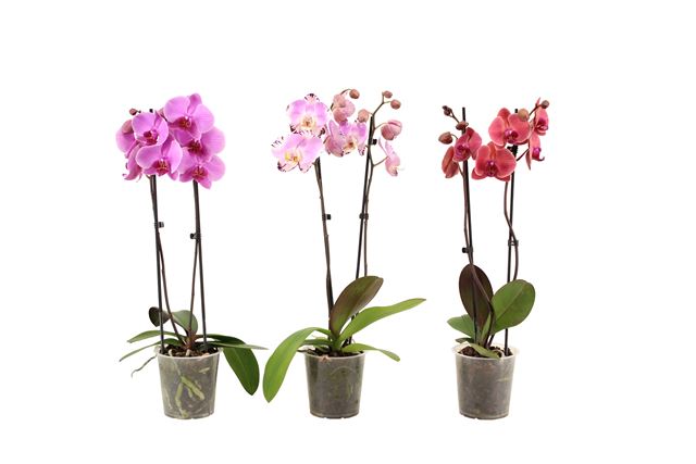 Picture of PHALAENOPSIS 02-STEM MIX