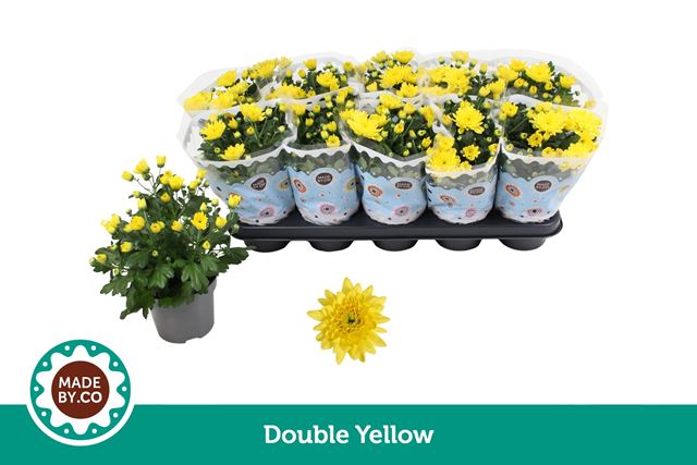 Picture of Chrysanthemum indicum double yellow