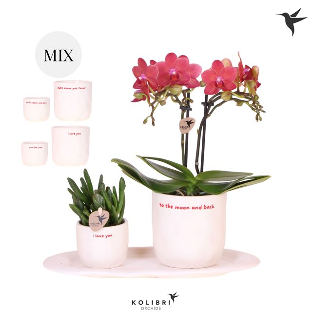 Picture of Phalaenopsis Arrangement Gift Set Love