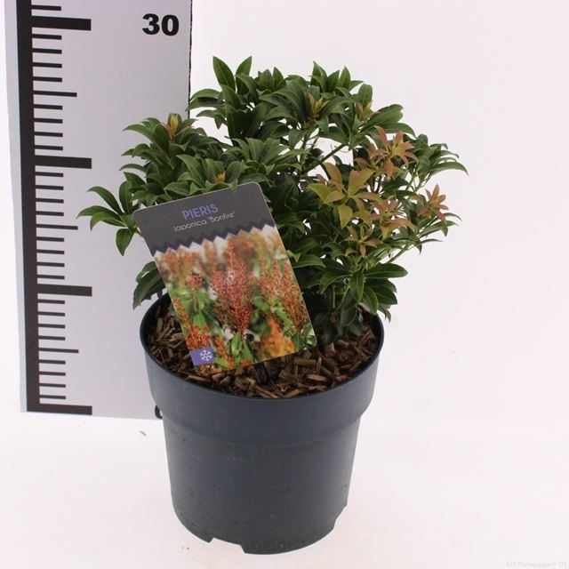 Picture of Pieris japonica bonfire
