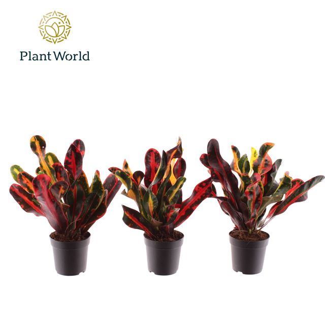 Picture of Codiaeum mammi