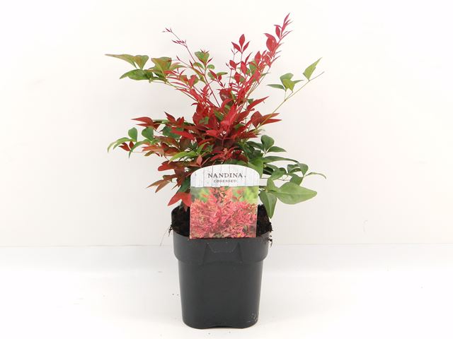 Picture of NANDINA DOMESTICA OBSESSED