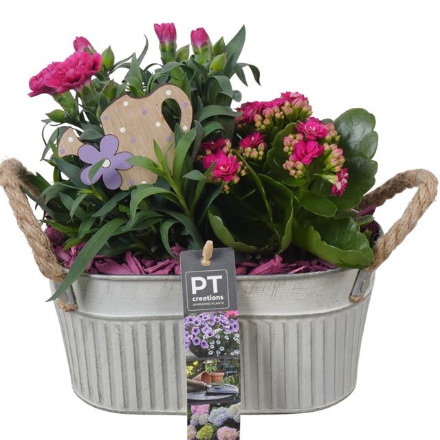 Picture of Patio arrangement 02pp in zinc