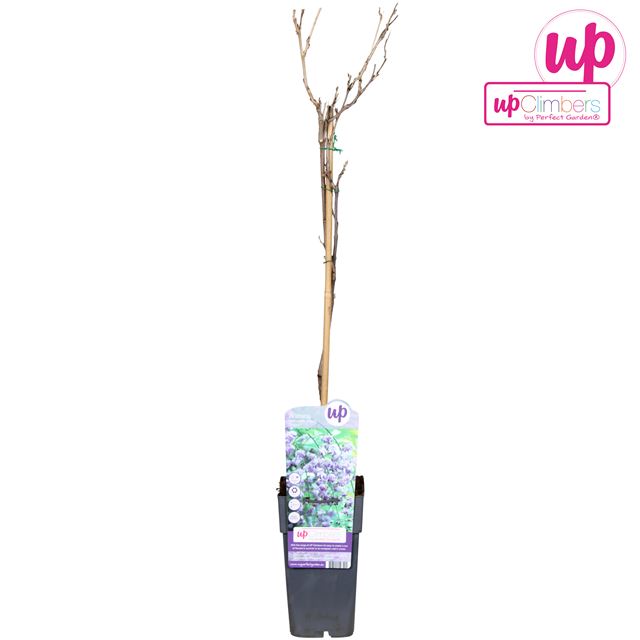 Picture of Wisteria floribunda black dragon